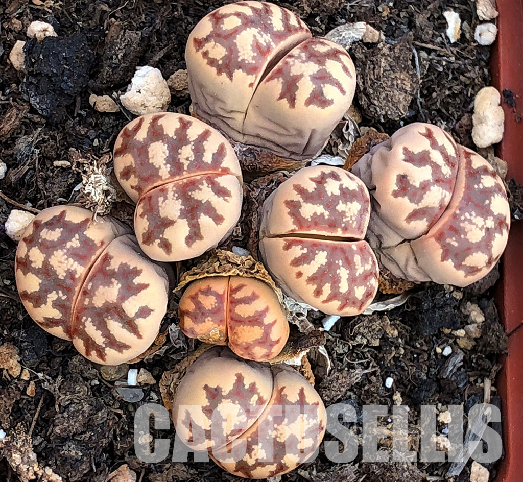 living stones rare mesemb nataellis 50 SEEDS Lithops gesinae var annae C078