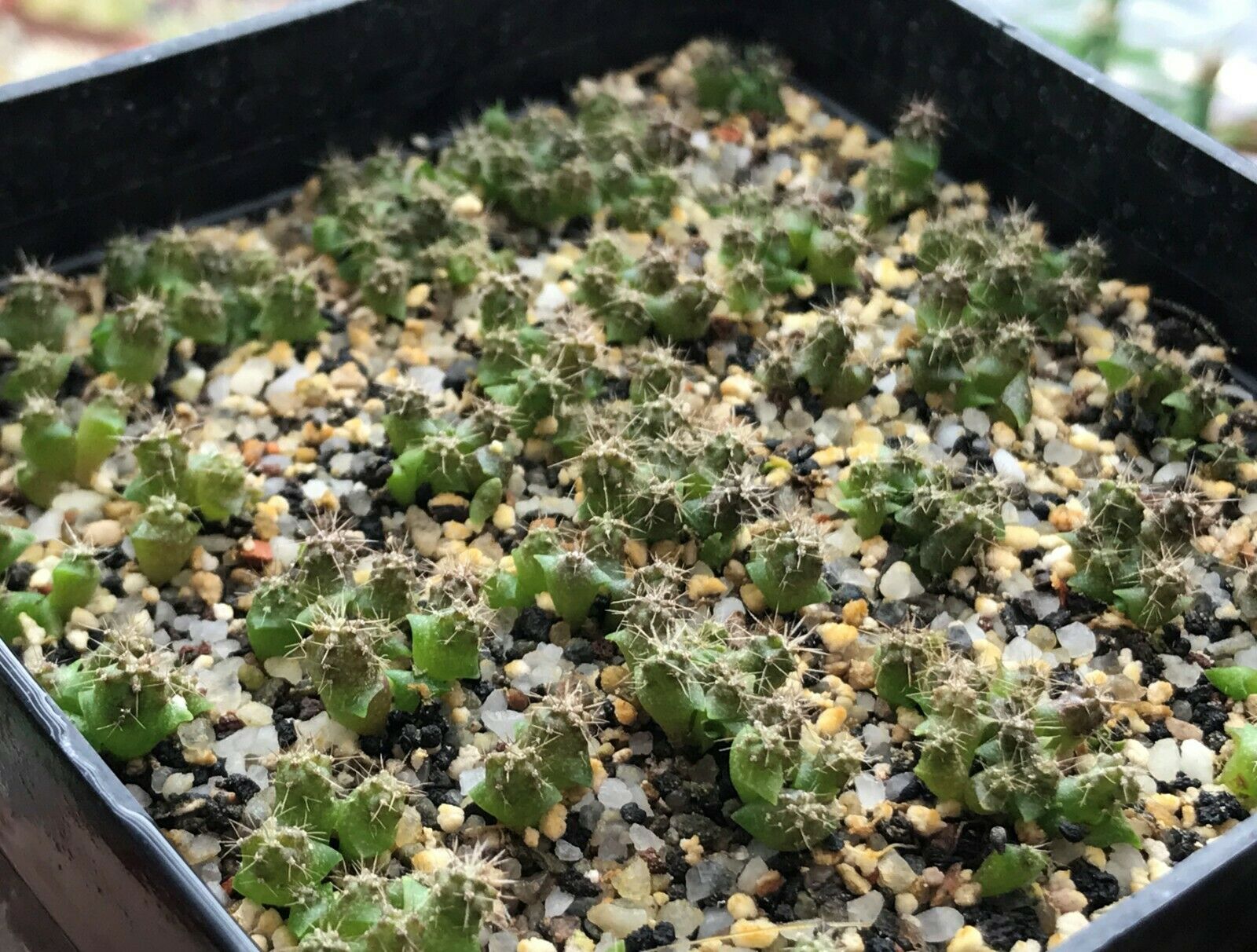 Myrtillocactus geometrizans 1 POT Sämling/seedling lithops RARE CACTUS 