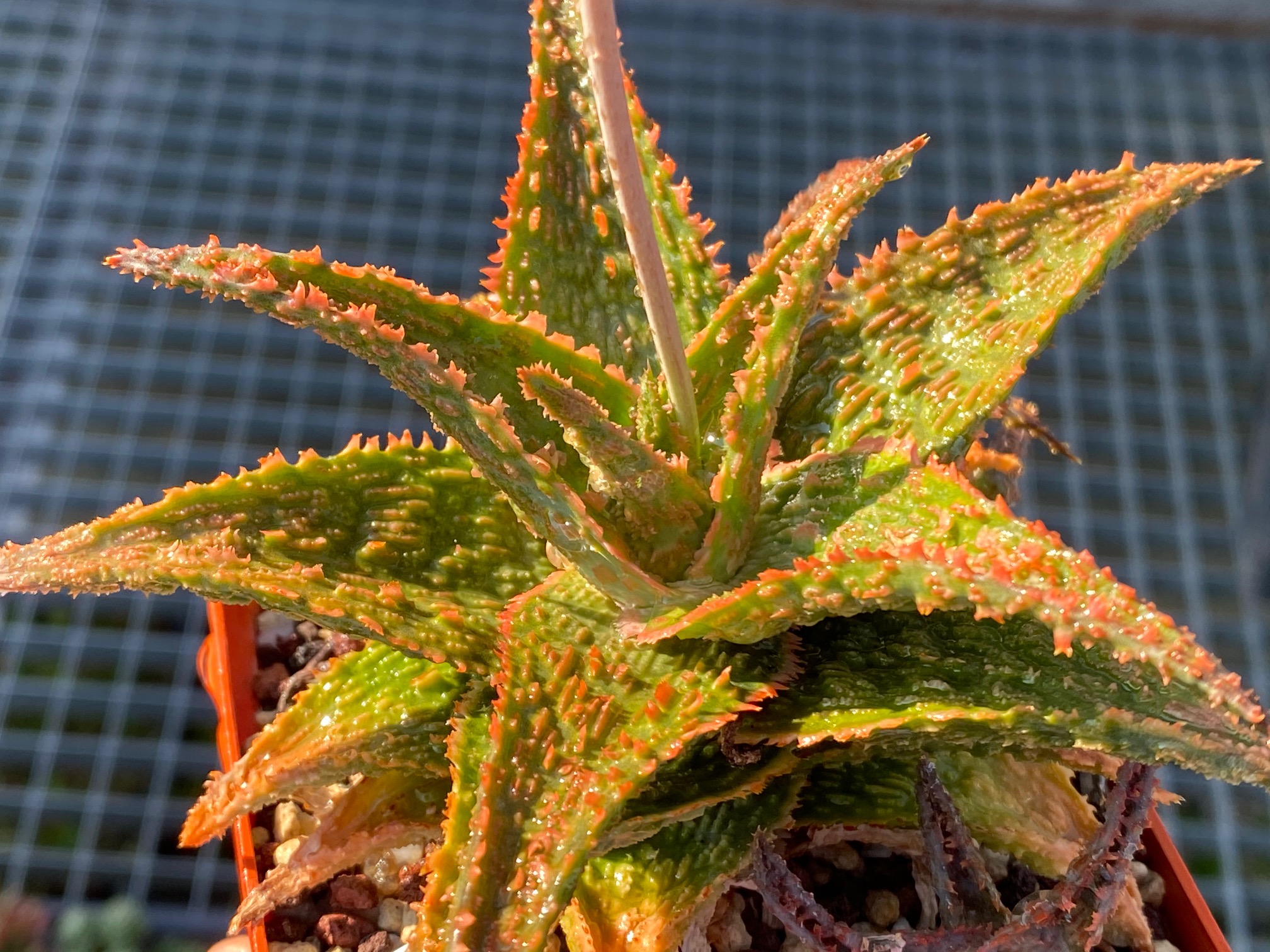 nataellis 10 SEEDS Aloe hybrid MIX exotic cultivar good color