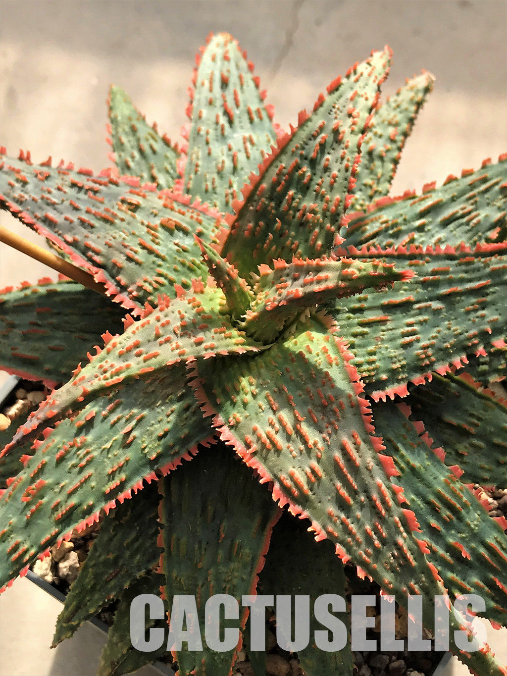 nataellis 10 SEEDS Aloe hybrid MIX exotic cultivar good color