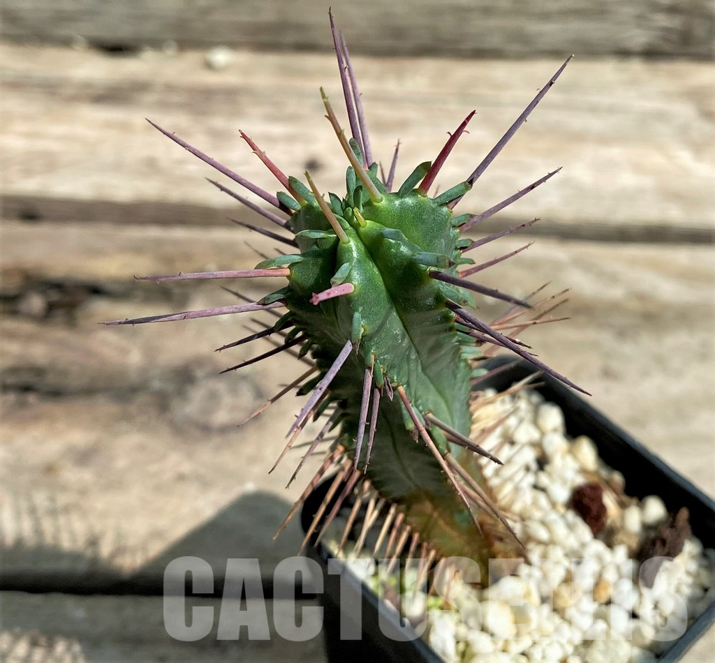 LOT31 20 SEEDS Euphorbia ferox