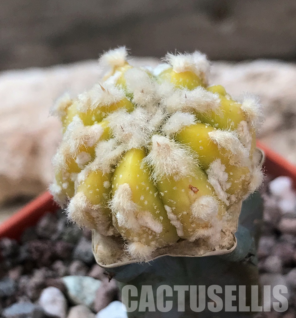 15 Fresh Seeds Variegated Astrophytum Kikko cactus 