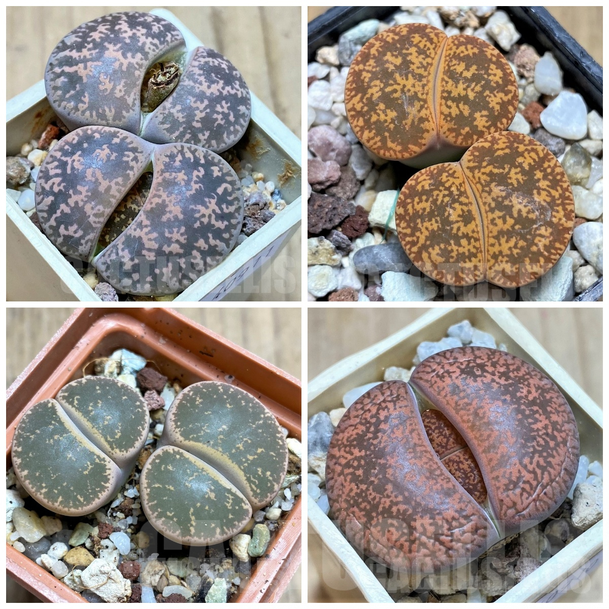LOT117 50 SEEDS Lithops lesliei 2023