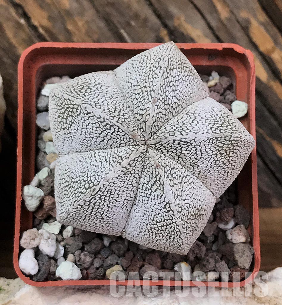 'Onzuka' 50 seeds Astrophytum myriostigma cv 