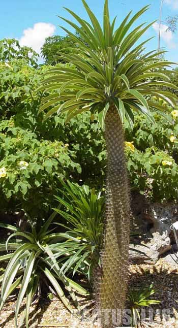 Pachypodium Lamerei seeds 10 Graines de Palmier de Madagascar