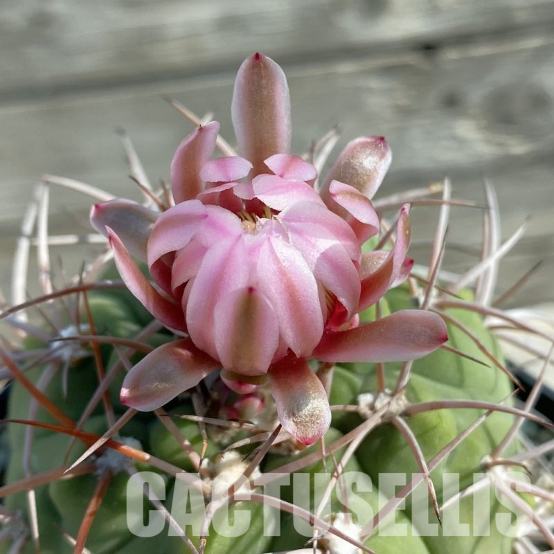 LOT51  20 SEEDS  Gymnocalycium castellanosii 2025