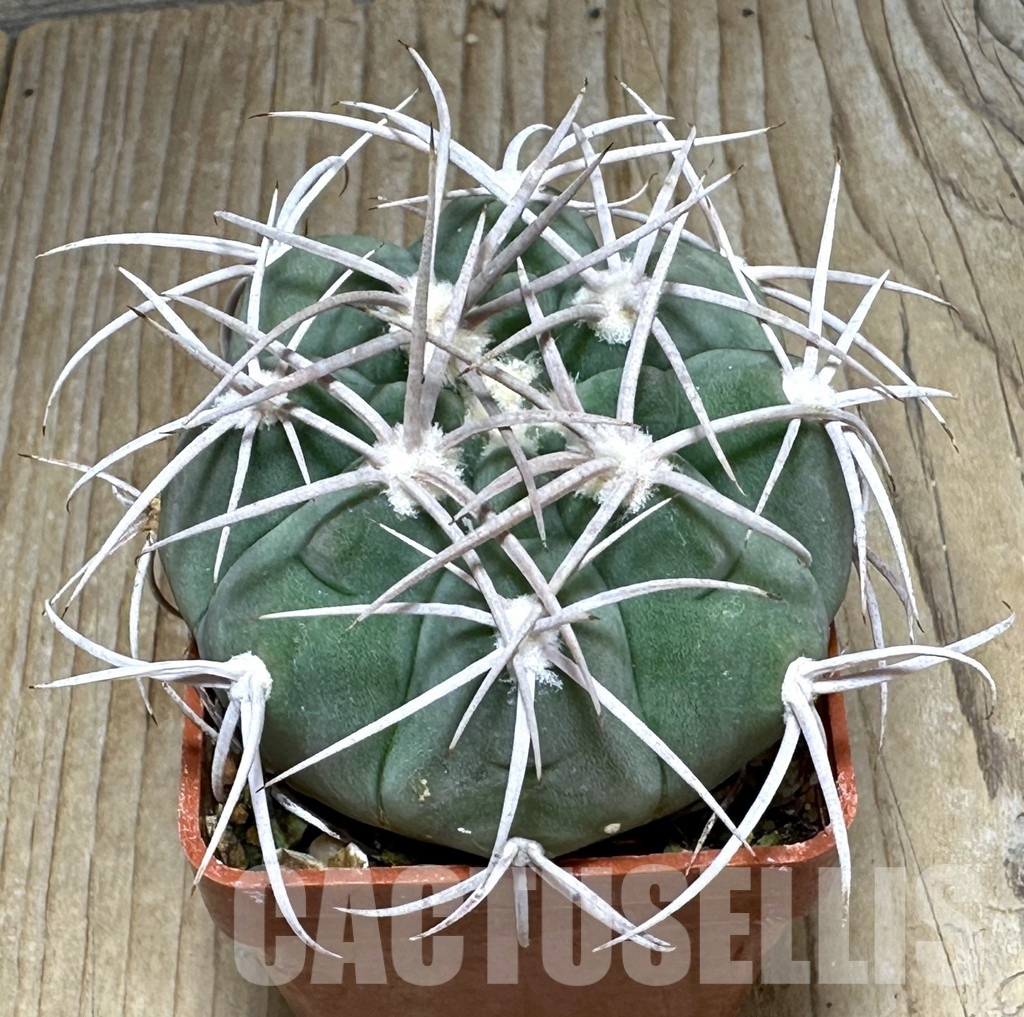 LOT51 20 SEEDS Gymnocalycium castellanosii 2025 - Image 3