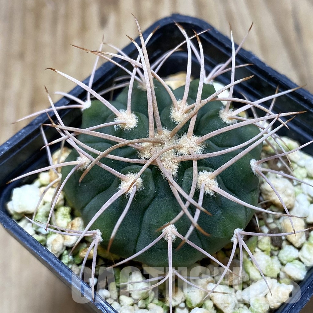 LOT51 20 SEEDS Gymnocalycium castellanosii 2025 - Image 2