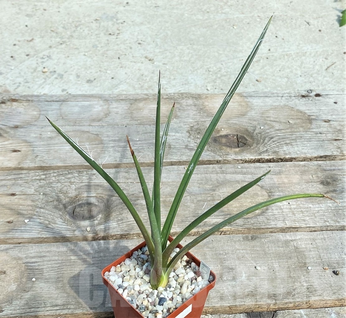 SHPR2340 Agave densiflora - Image 3