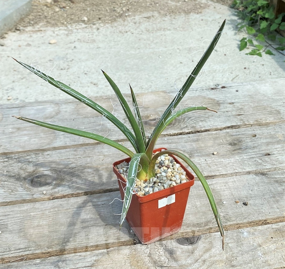 SHPR2340 Agave densiflora - Image 2
