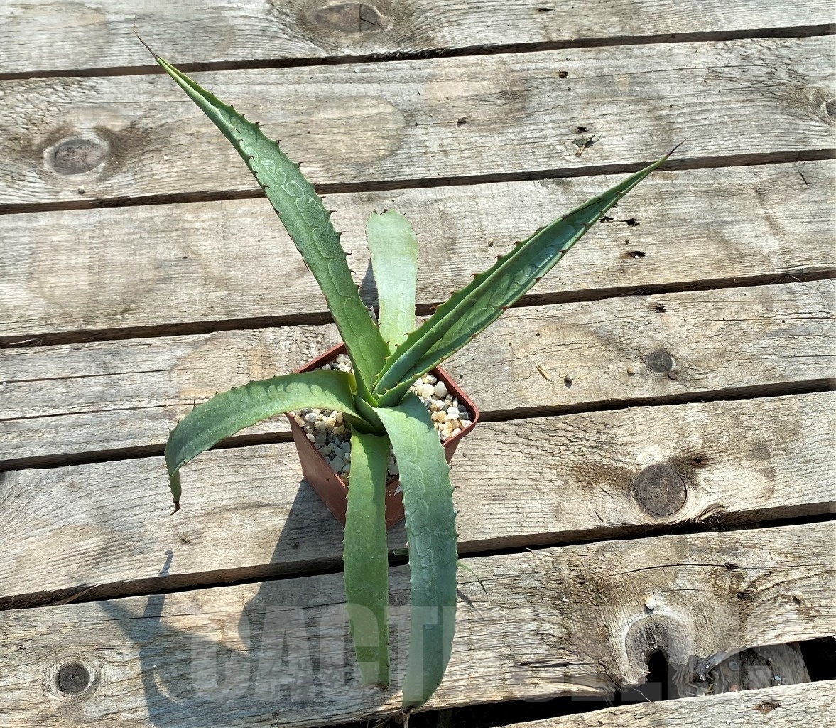 SHPR2341 Agave chrysantha - Image 2