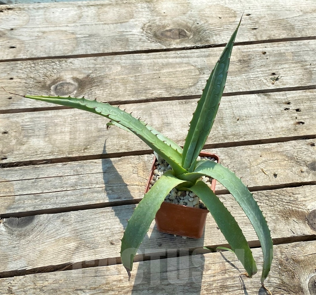SHPR2341 Agave chrysantha - Image 3