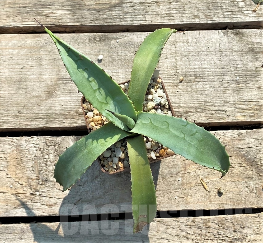 SHPR11868 Agave chrysantha - Image 2
