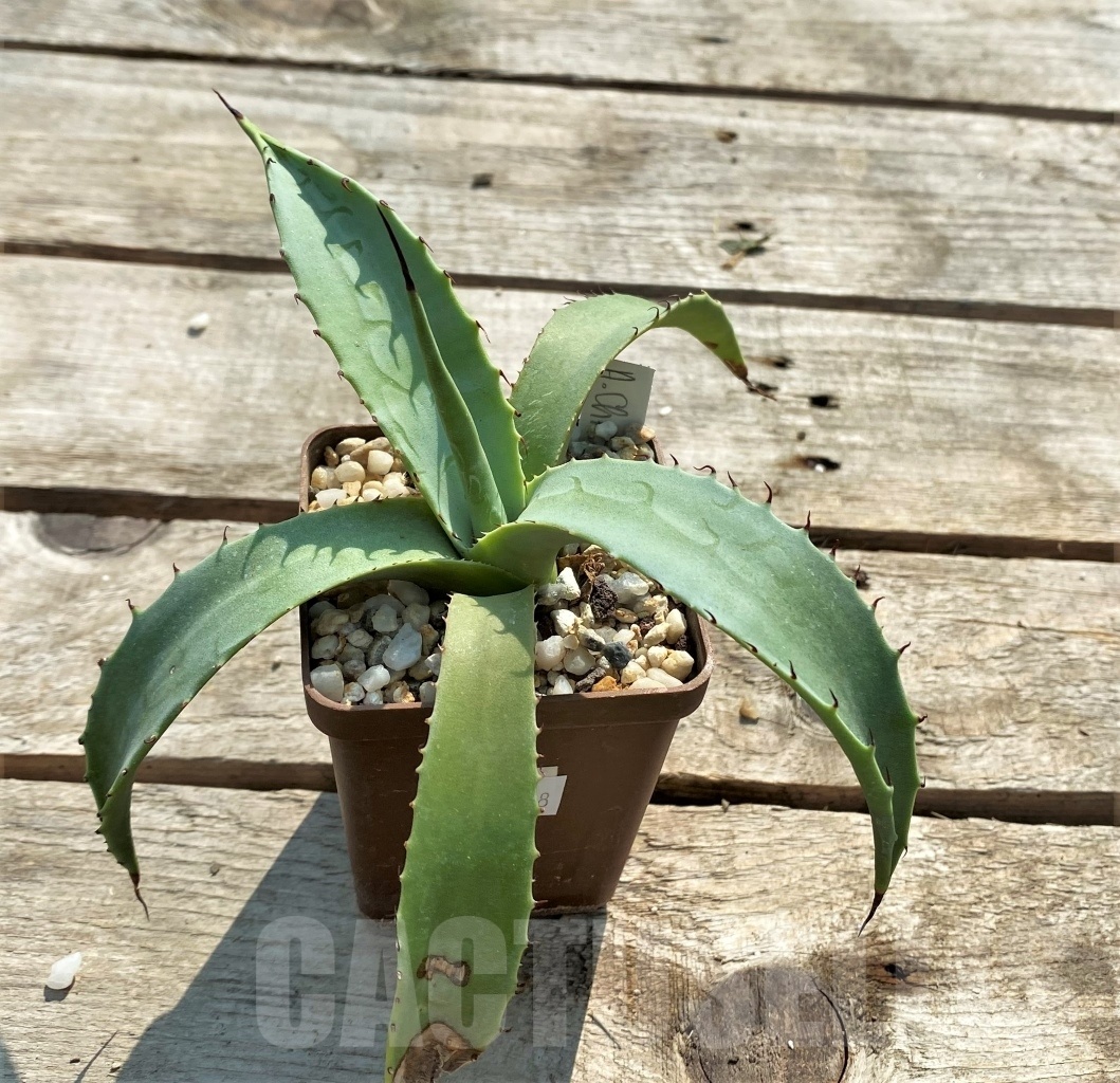 SHPR11868 Agave chrysantha