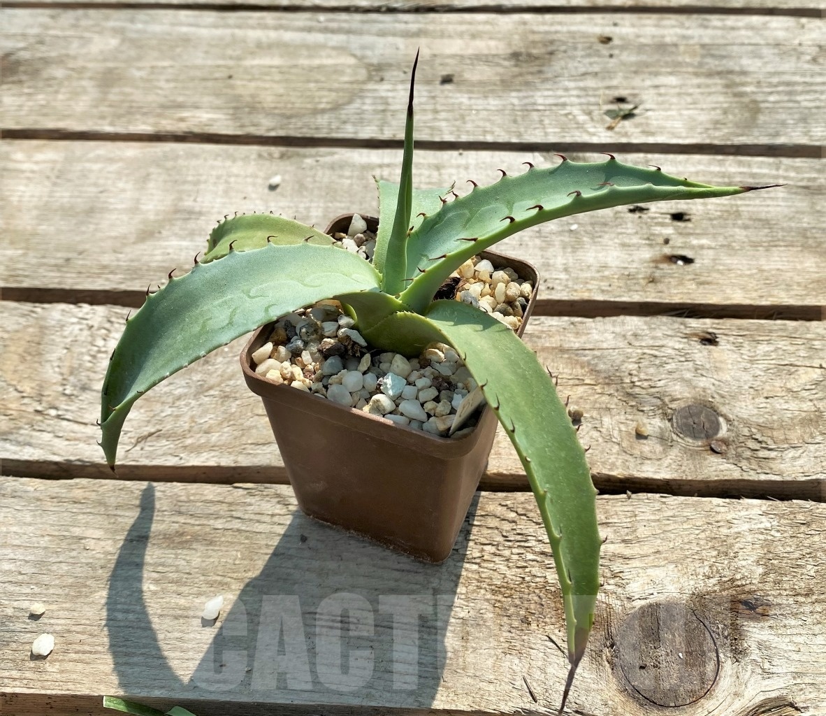 SHPR11868 Agave chrysantha - Image 3