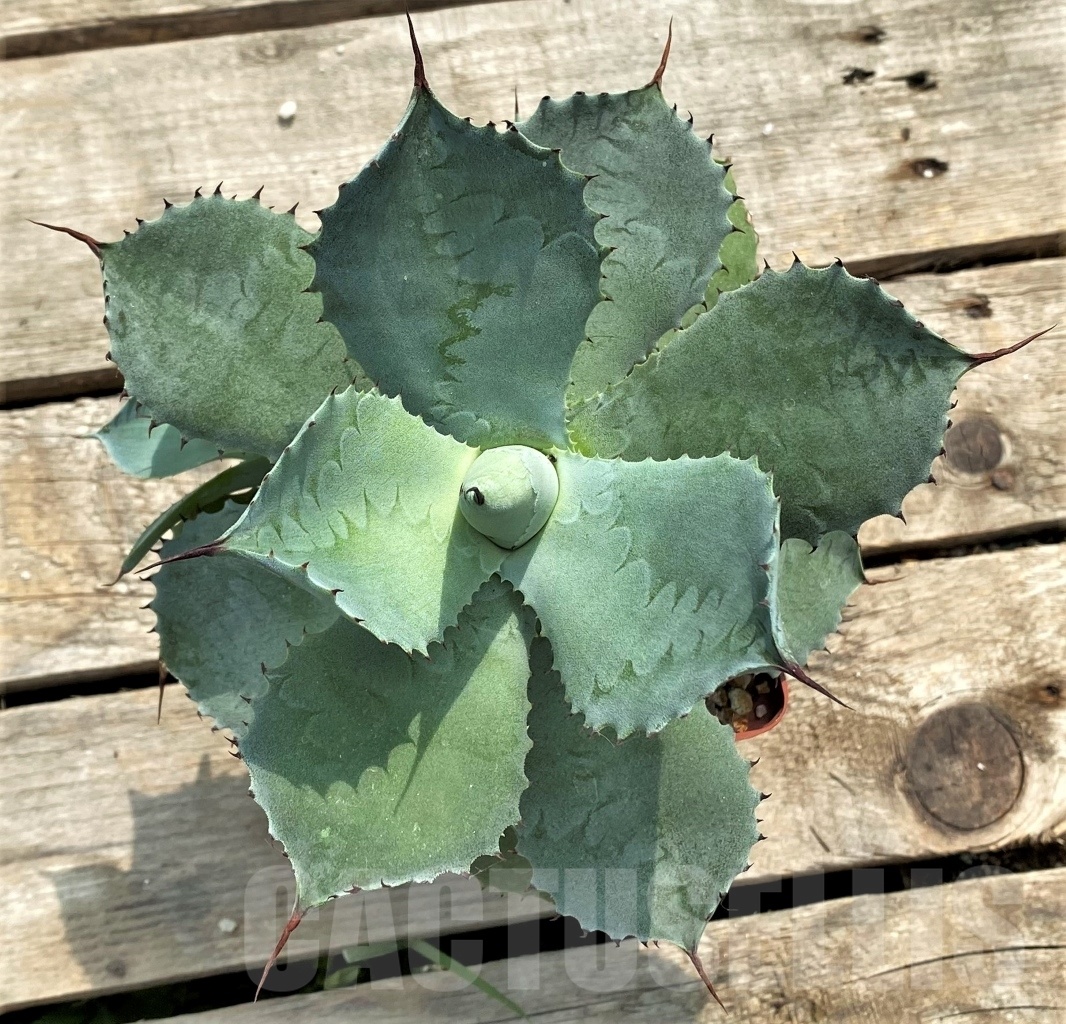 SH1012 Agave pygmaea, Jalisco