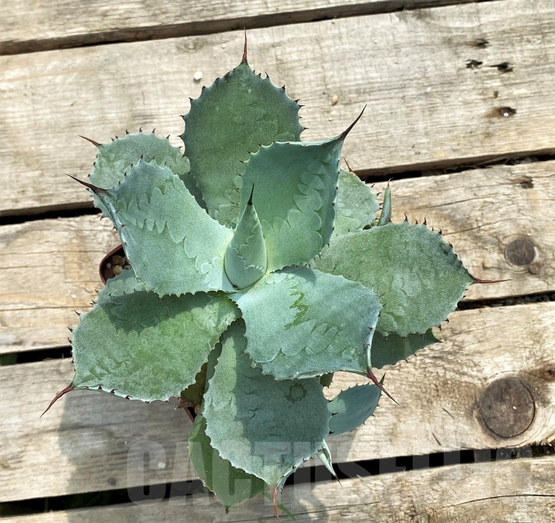 SH1012 Agave pygmaea, Jalisco - Image 3