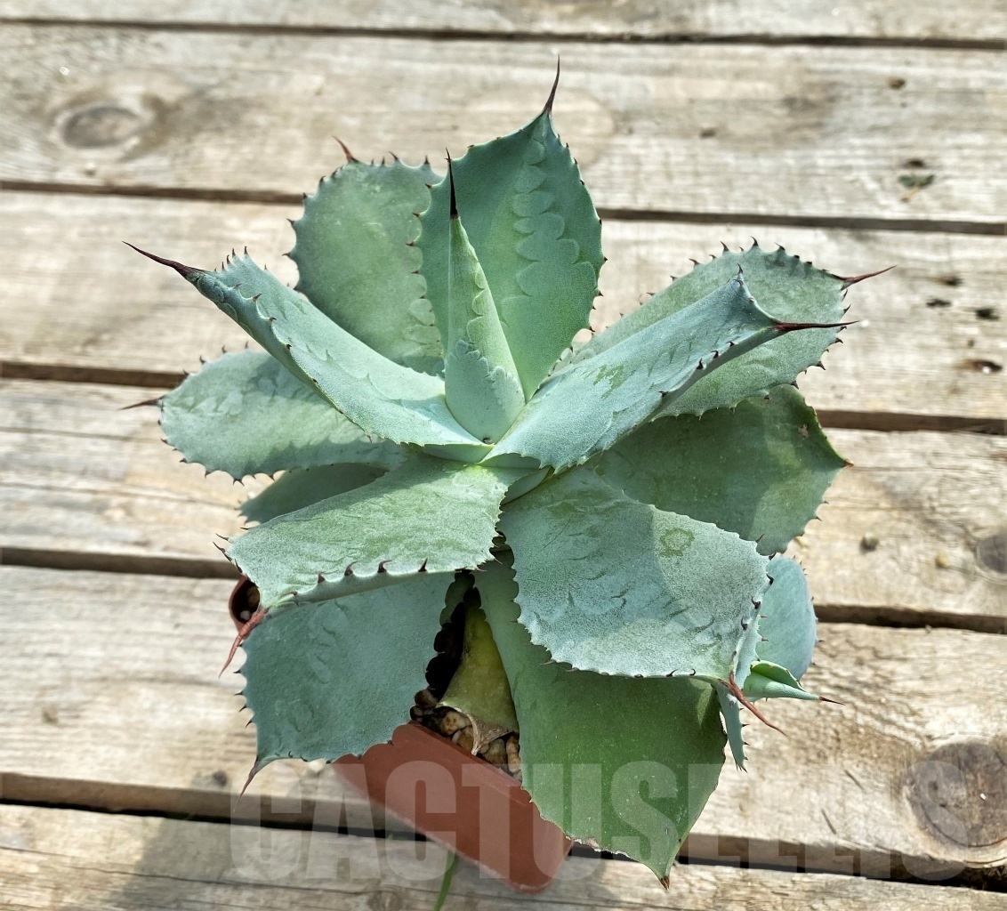 SH1012 Agave pygmaea, Jalisco - Image 2
