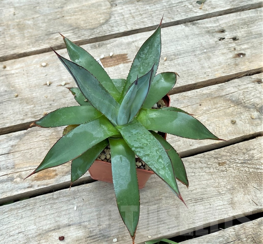 SH1041 Agave "Blue emperor" - Image 2