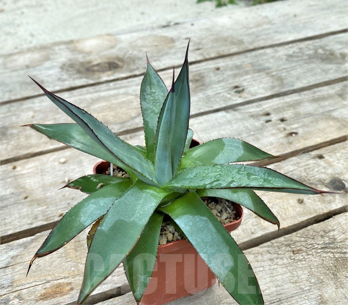 SH1041 Agave "Blue emperor" - Image 3