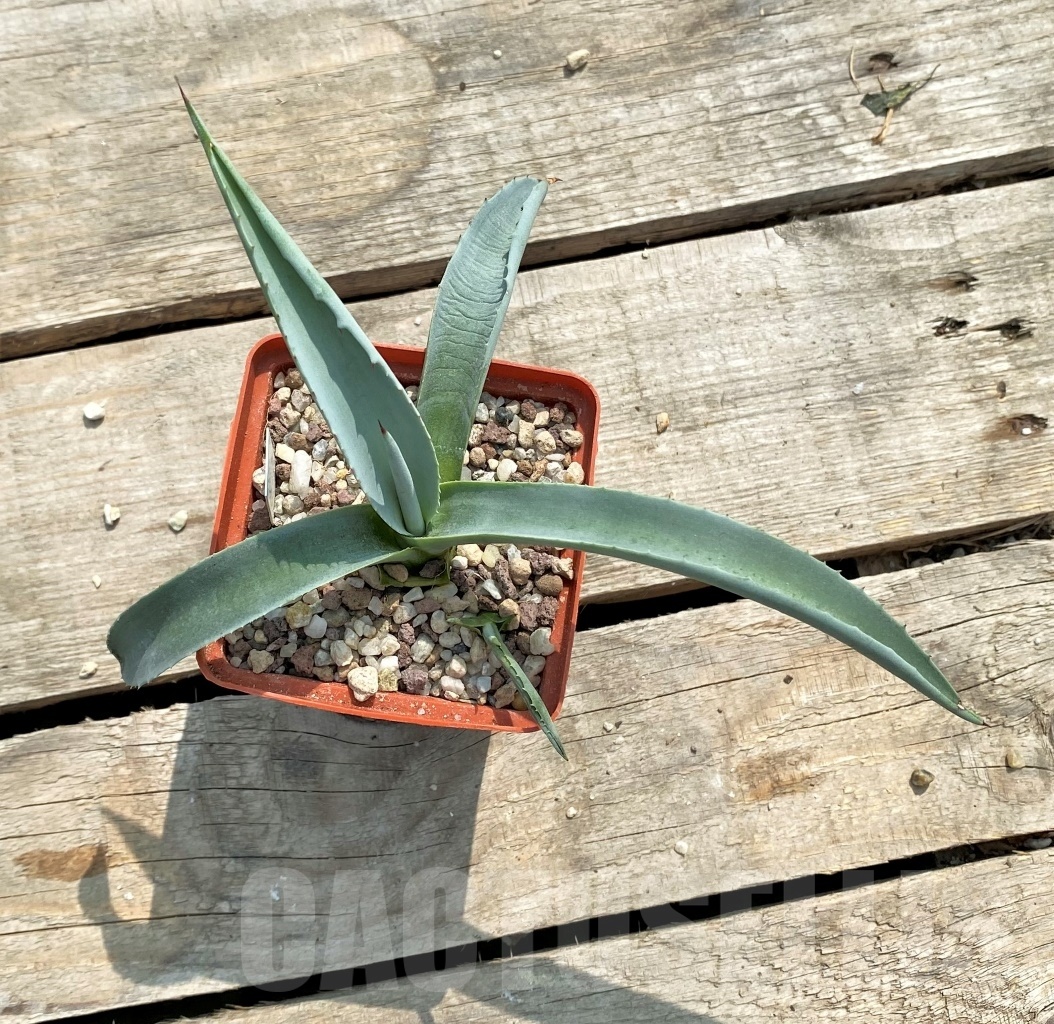 SH1126 Agave gigantensis - Image 2