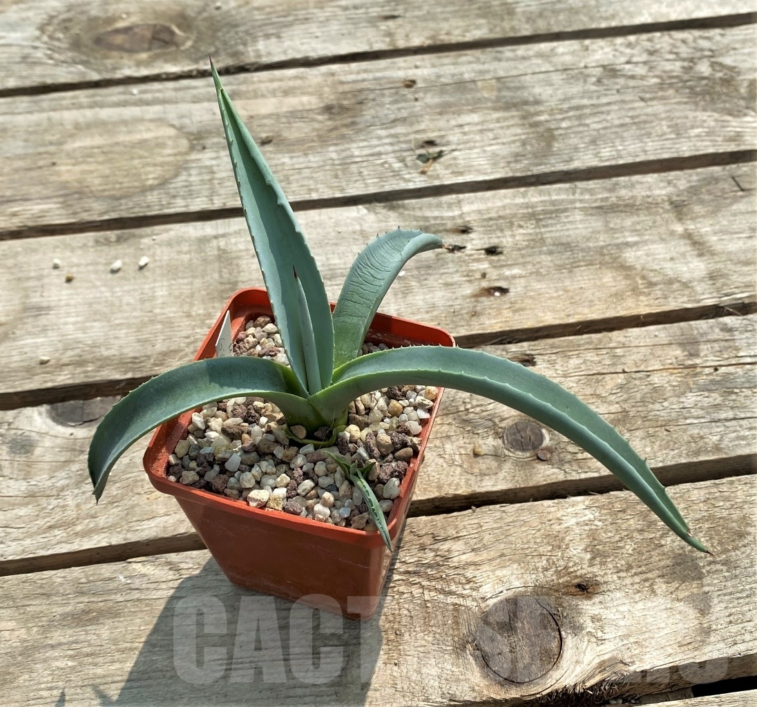 SH1126 Agave gigantensis