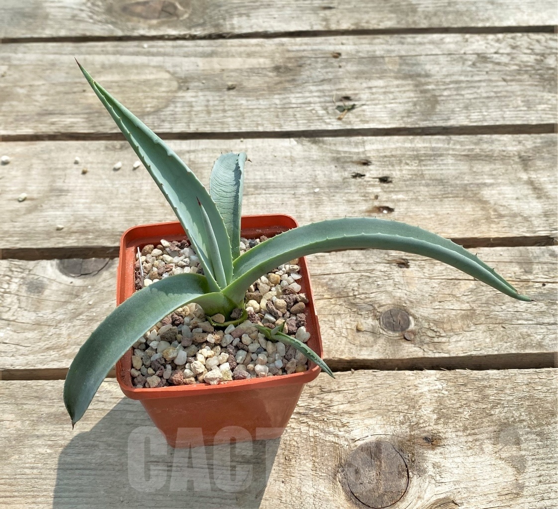 SH1126 Agave gigantensis - Image 3
