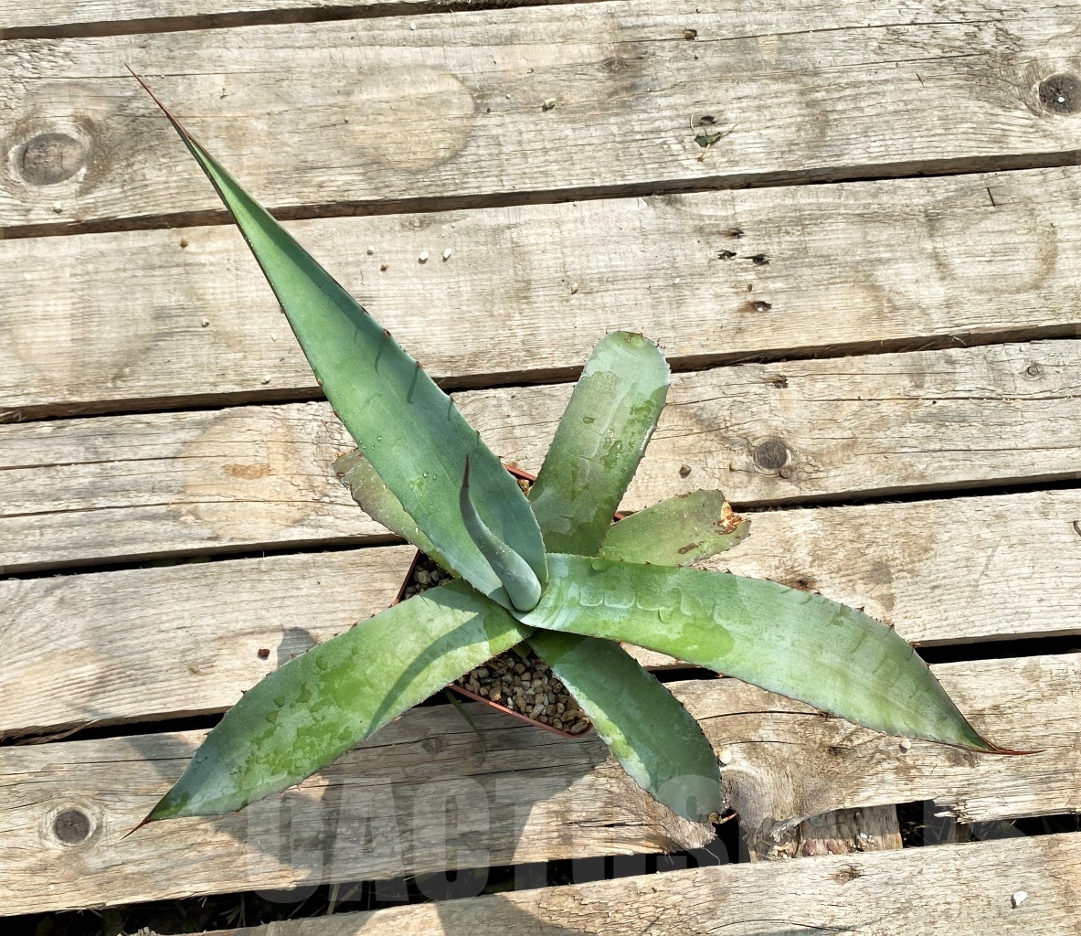 SH1131 Agave avellanidens - Image 4