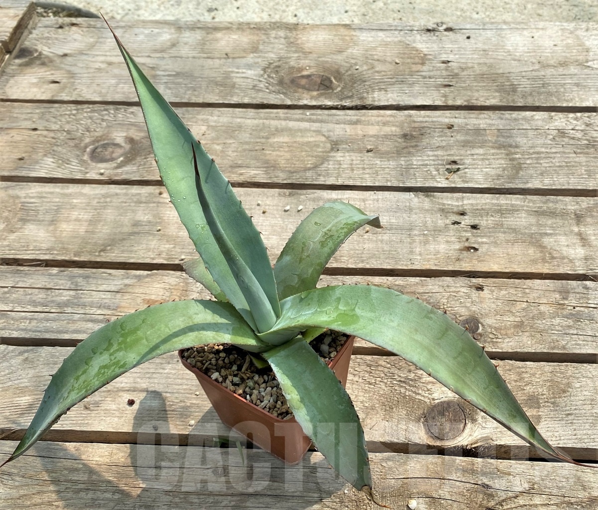 SH1131 Agave avellanidens - Image 3
