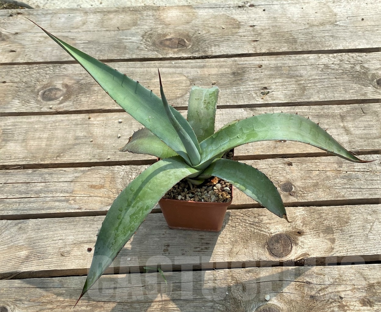 SH1131 Agave avellanidens