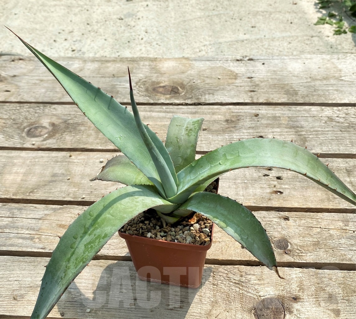 SH1131 Agave avellanidens - Image 2