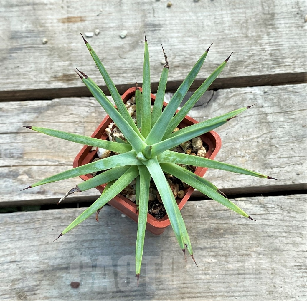 SH1136 Agave petrophila - Image 2