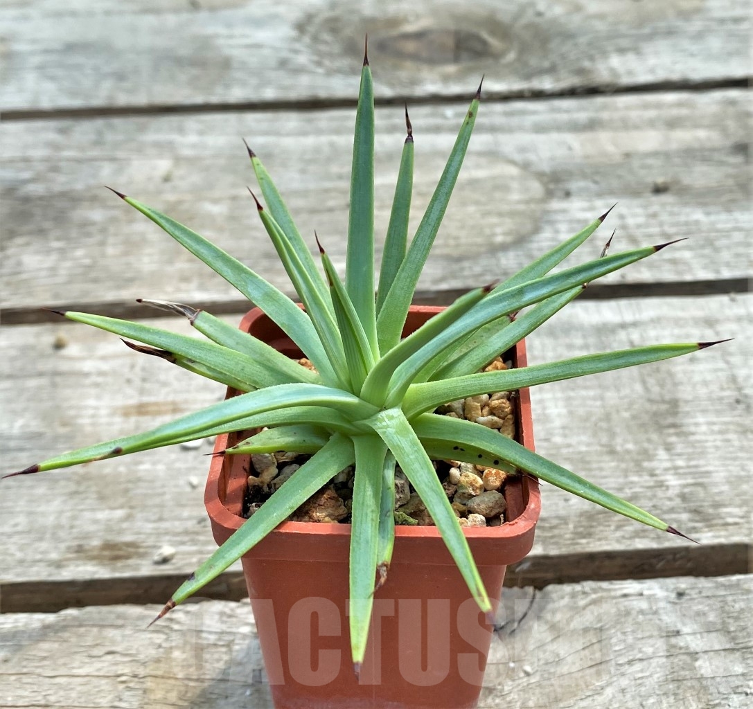 SH1136 Agave petrophila