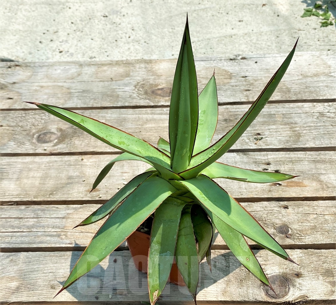 SH1138 Agave romanii "Light colored center" - immagine 2