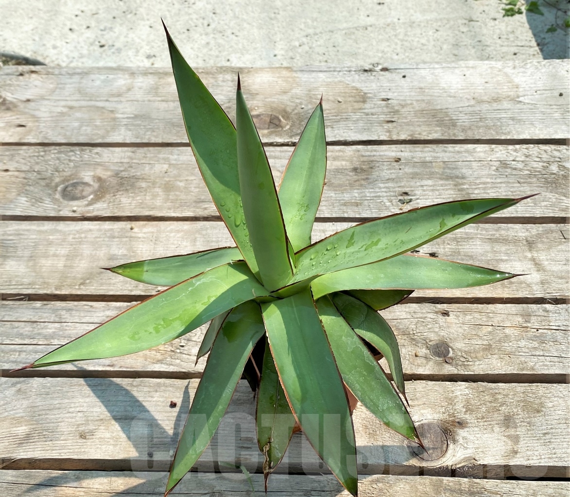 SH1138 Agave romanii "Light colored center" - immagine 3