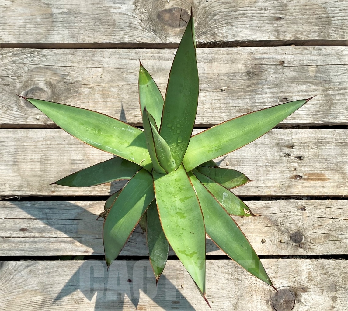 SH1138 Agave romanii "Light colored center"