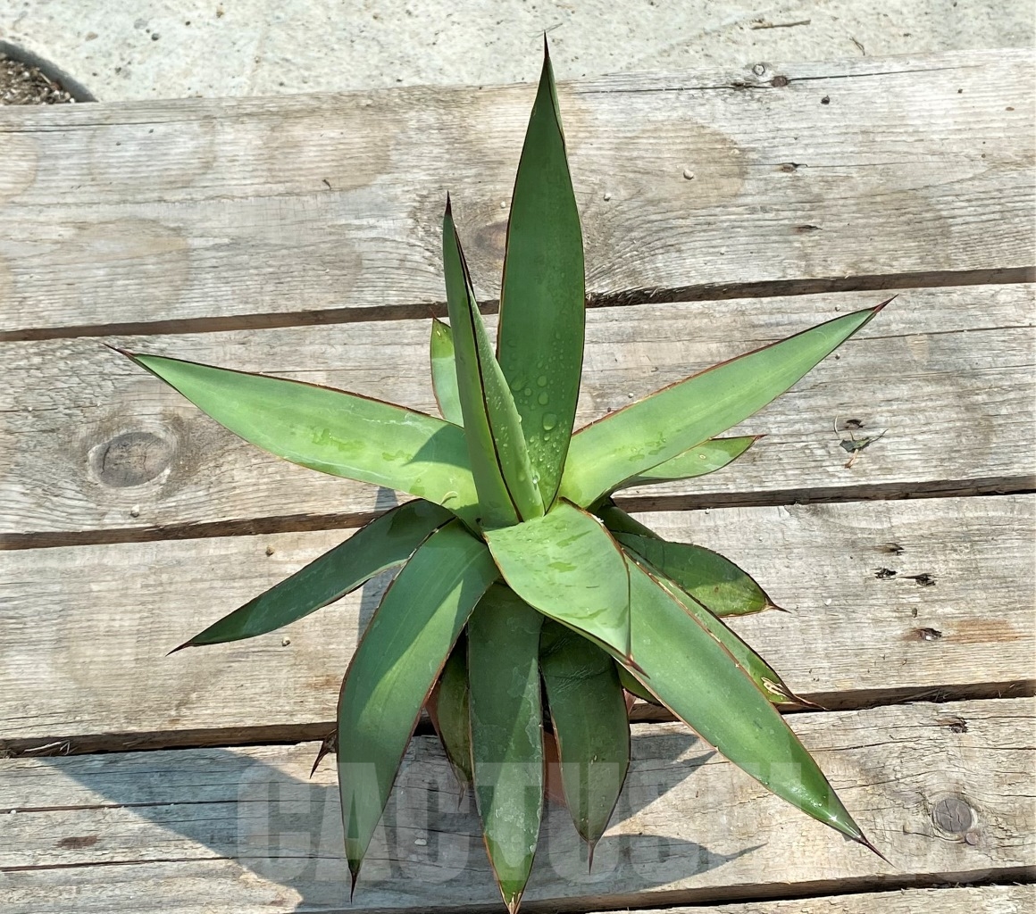 SH1138 Agave romanii "Light colored center" - immagine 4