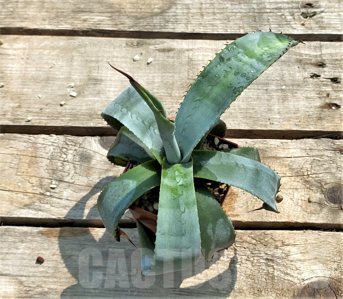 SH1146 Agave colorata