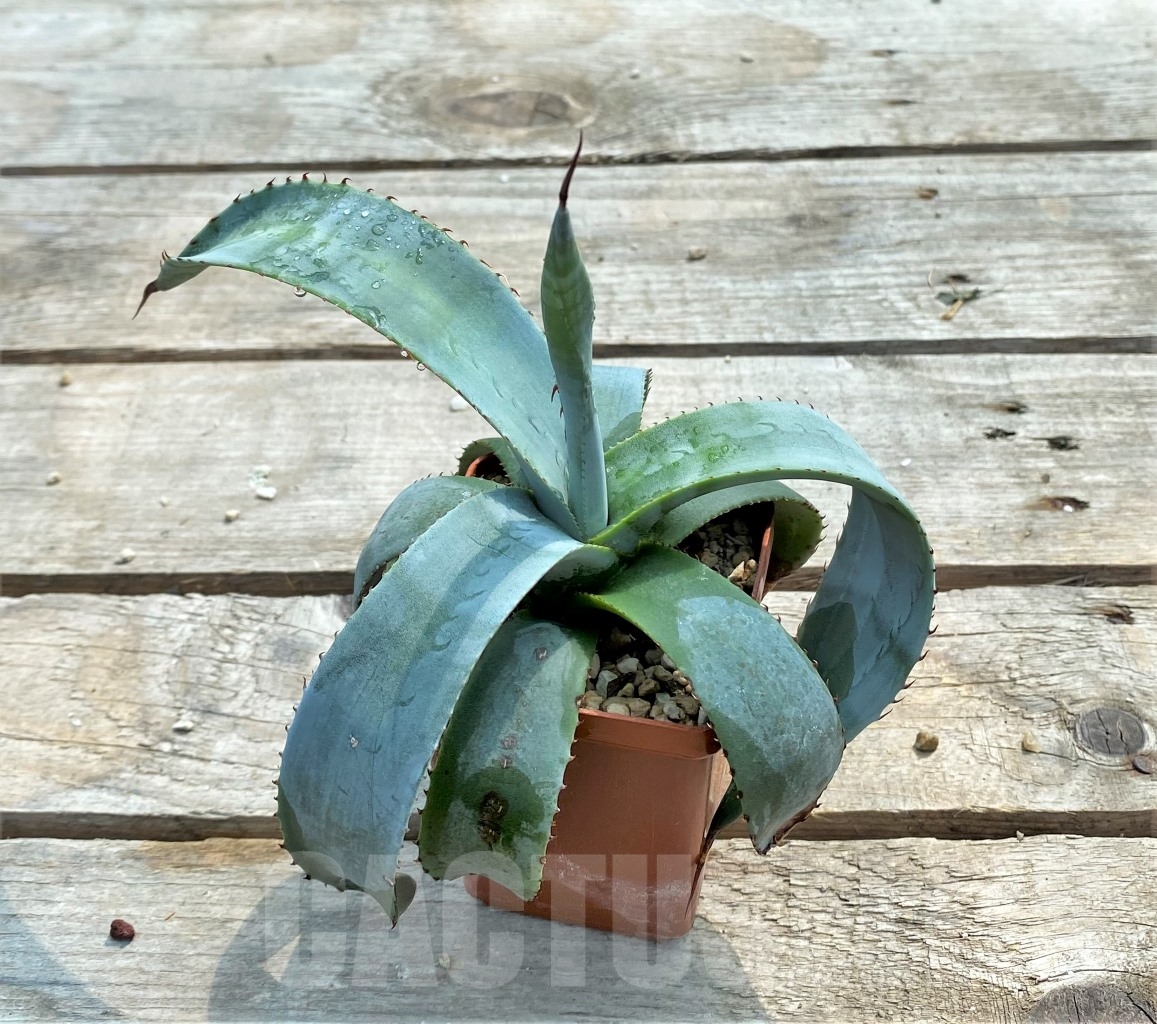 SH1146 Agave colorata - immagine 2