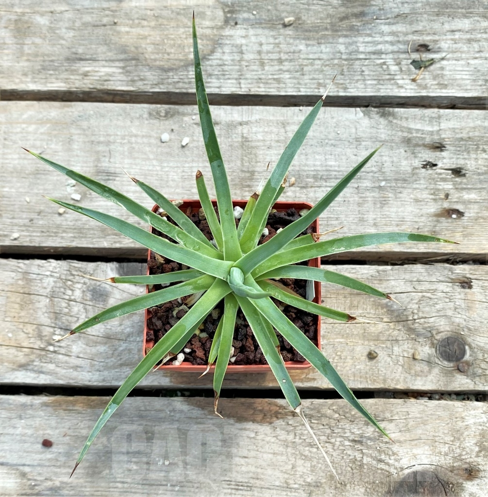 SH1153 Agave dasylirioides - Image 3