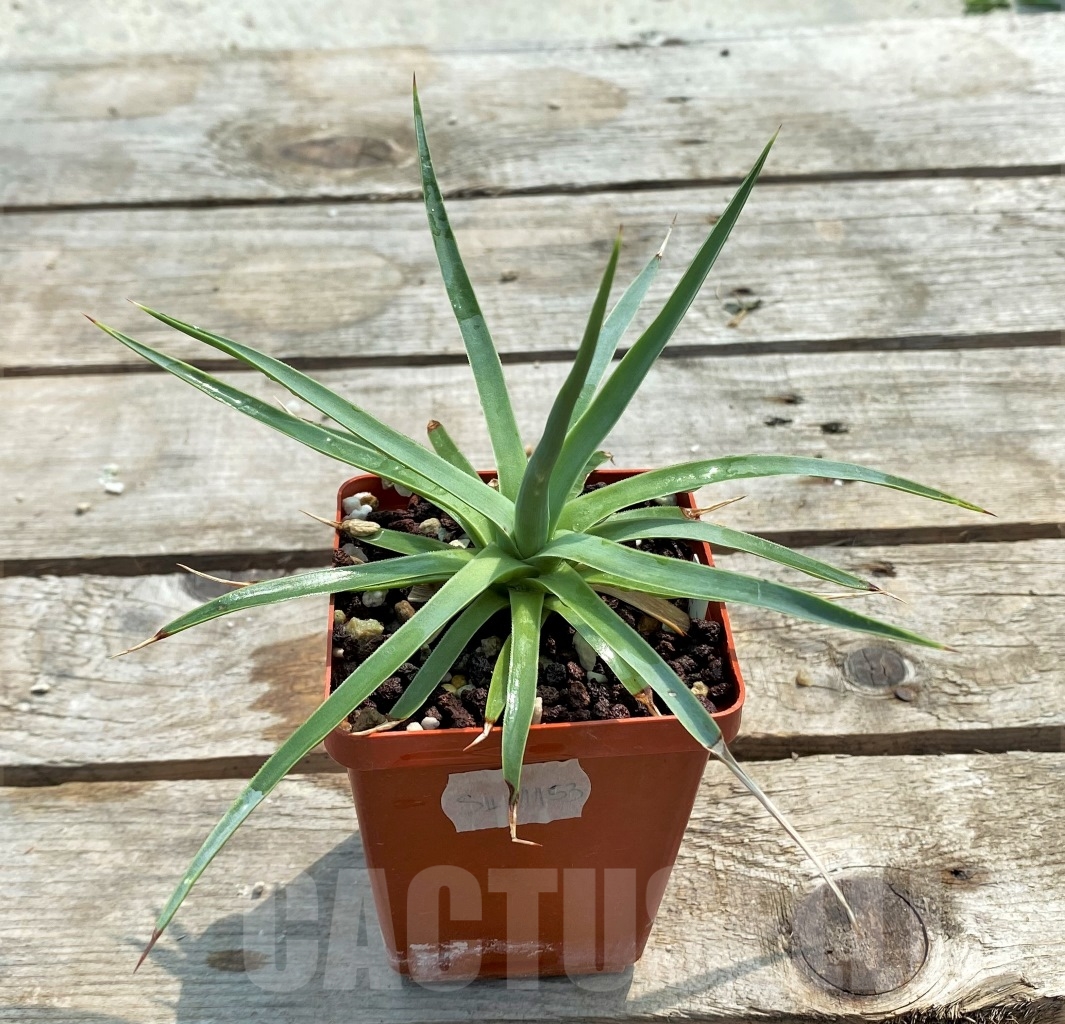 SH1153 Agave dasylirioides - Image 2