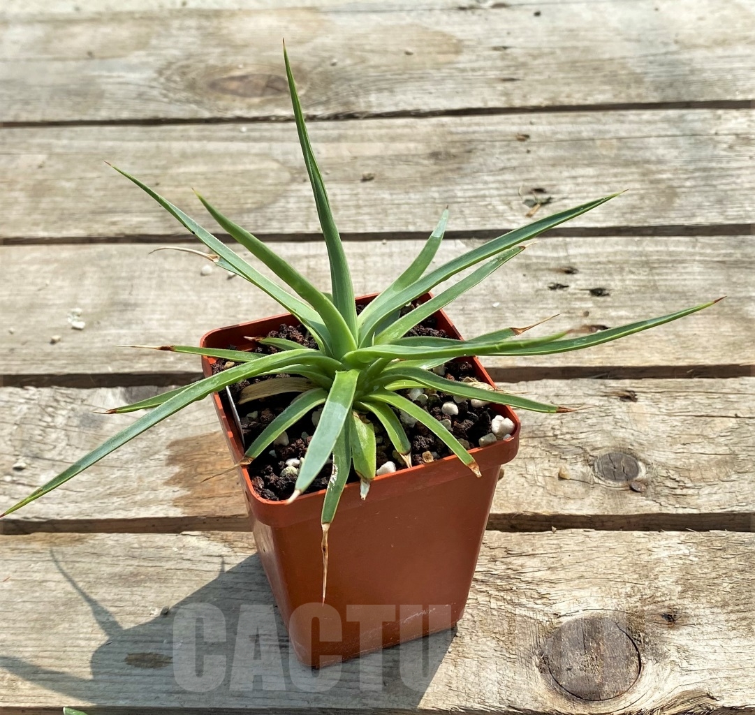 SH1153 Agave dasylirioides