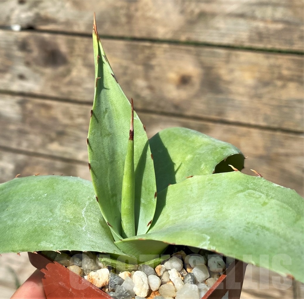 SHPR2345 Agave moranii