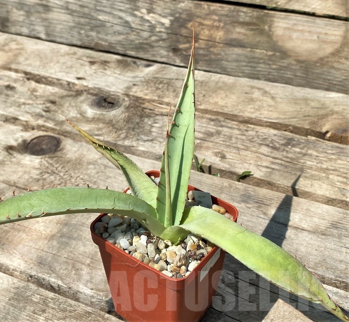 SHPR2345 Agave moranii - Image 2