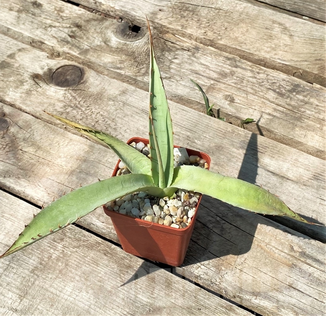 SHPR2345 Agave moranii - Image 3