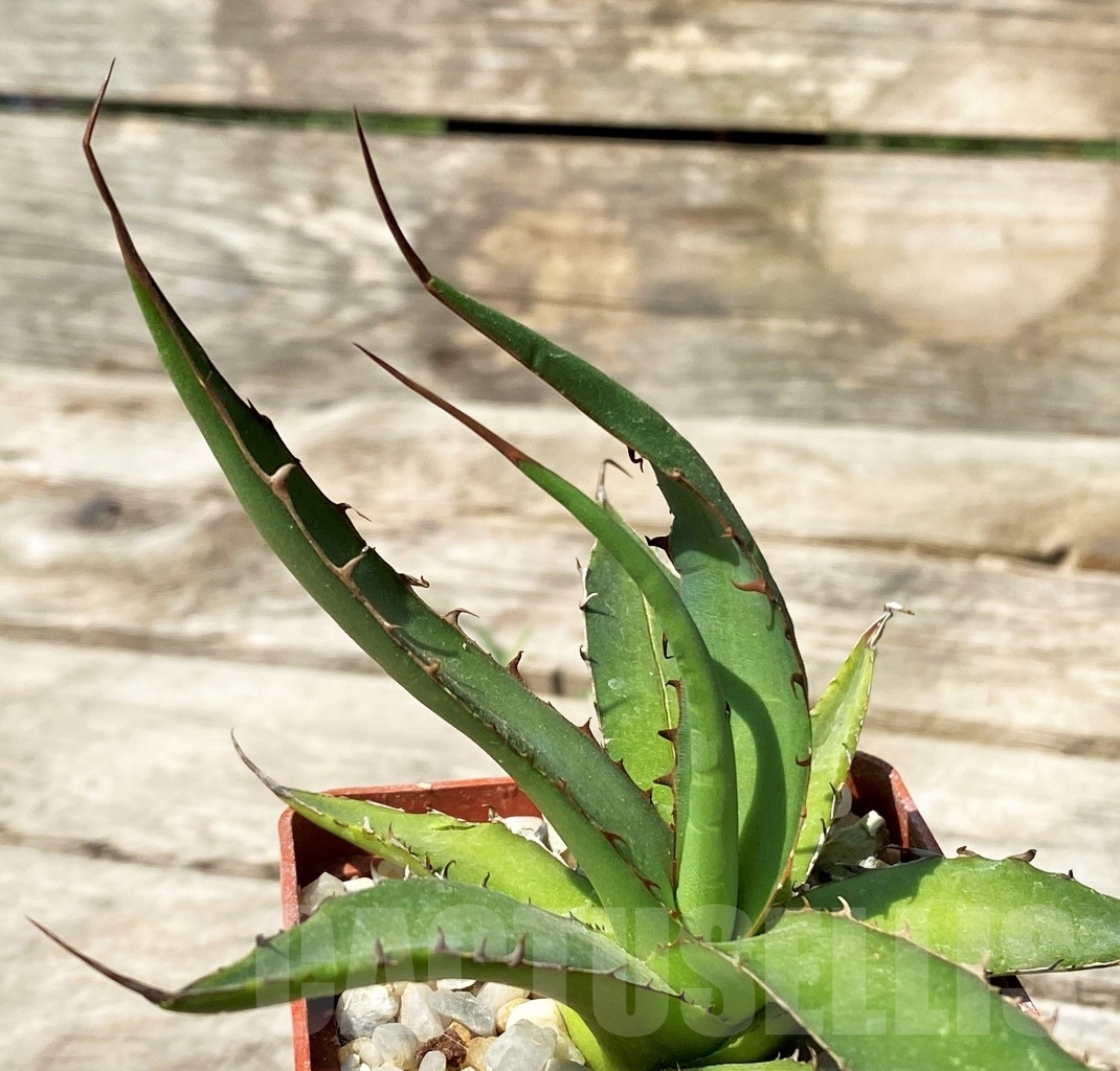 SHPR2348 Agave horrida