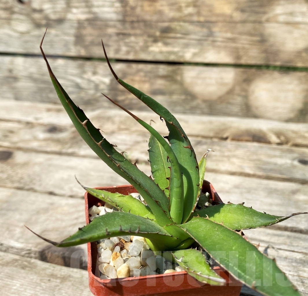SHPR2348 Agave horrida - immagine 2
