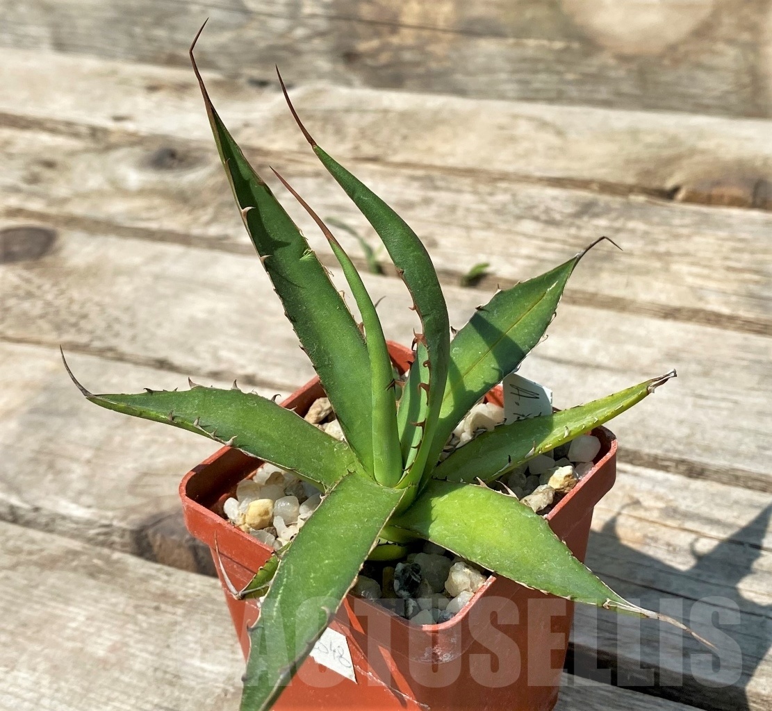 SHPR2348 Agave horrida - immagine 3