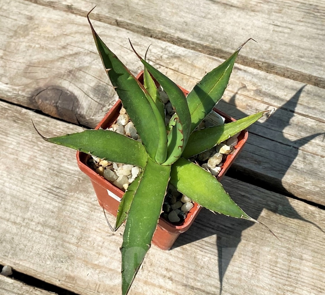 SHPR2348 Agave horrida - immagine 4