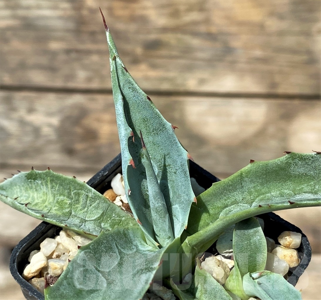 SHPR2346 Agave havardiana (Havard Agave)